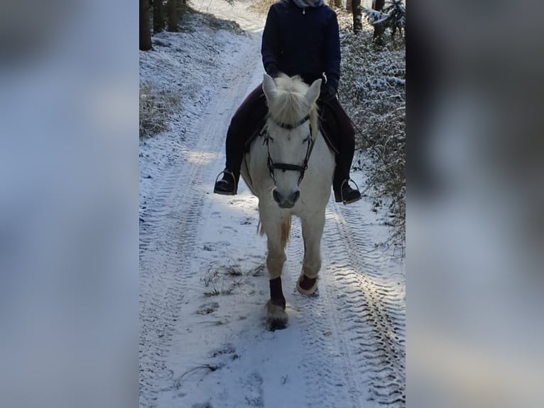 Weitere Warmblüter Mix Stute 14 Jahre 150 cm Schimmel in Auma-Weidatal