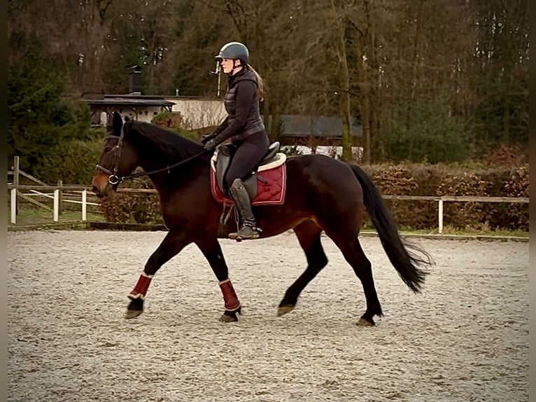 Weitere Warmblüter Stute 14 Jahre 155 cm Dunkelbrauner in Neustadt (Wied)