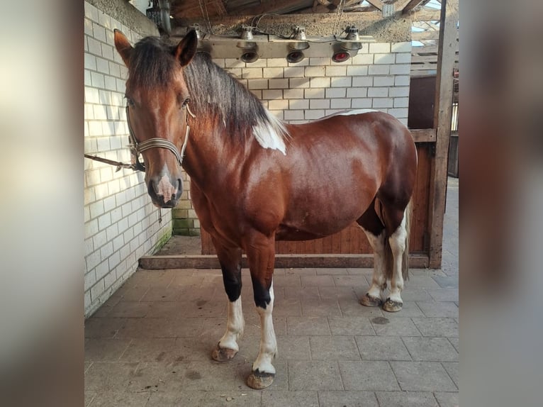 Weitere Warmblüter Stute 14 Jahre 155 cm Schecke in Ahaus