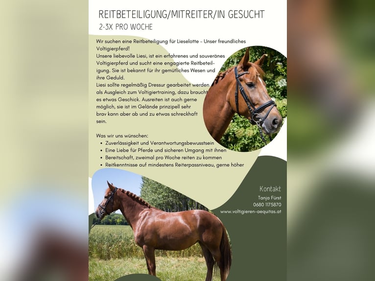 Weitere Warmblüter Mix Stute 14 Jahre 158 cm Dunkelfuchs in Velm