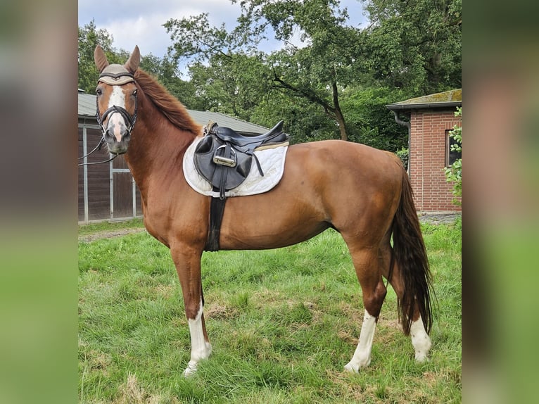 Weitere Warmblüter Stute 14 Jahre 158 cm Dunkelfuchs in Nettetal