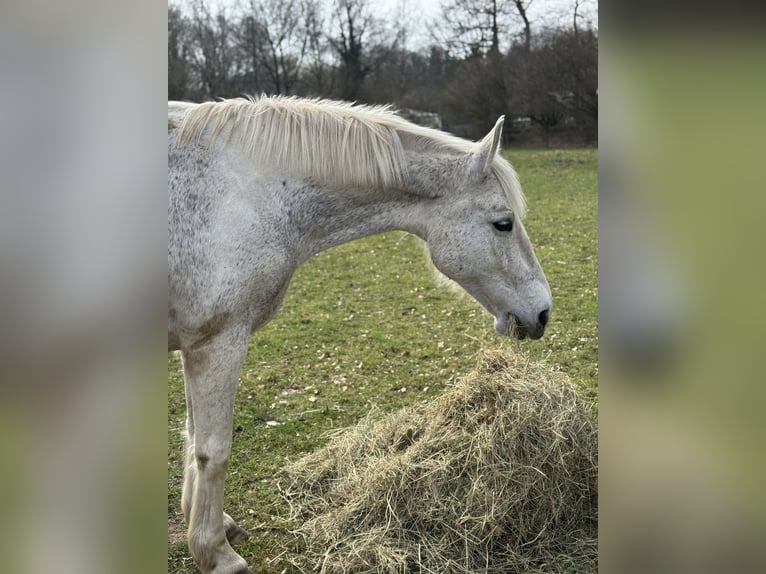 Weitere Warmblüter Stute 14 Jahre 160 cm Fliegenschimmel in Visbek
