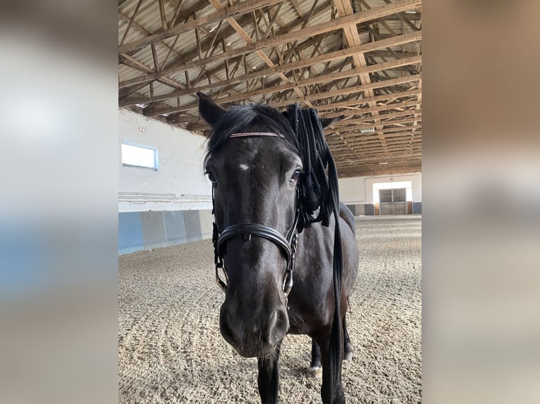 Weitere Warmblüter Stute 14 Jahre 160 cm Rappe in Bad Salzungen