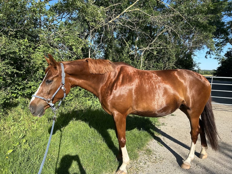 Weitere Warmblüter Stute 14 Jahre 161 cm Fuchs in Bad Fischau