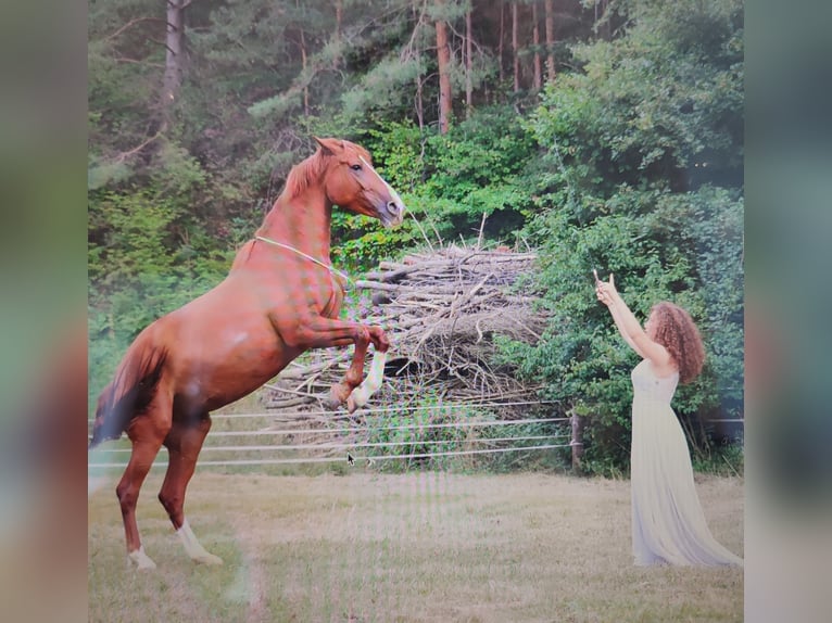 Weitere Warmblüter Stute 14 Jahre 161 cm Fuchs in Bad Fischau