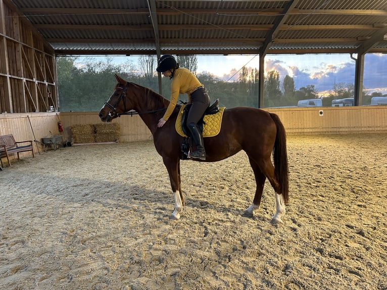 Weitere Warmblüter Stute 14 Jahre 161 cm Fuchs in Bad Fischau