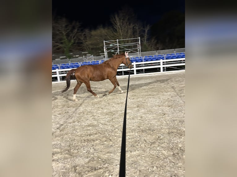 Weitere Warmblüter Stute 14 Jahre 161 cm Fuchs in Bad Fischau