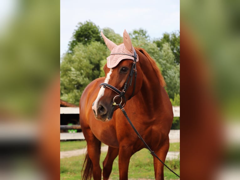 Weitere Warmblüter Stute 14 Jahre 161 cm Fuchs in Bad Fischau