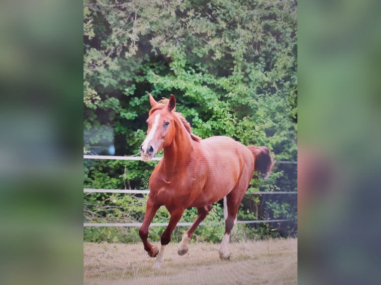 Weitere Warmblüter Stute 14 Jahre 161 cm Fuchs in Bad Fischau