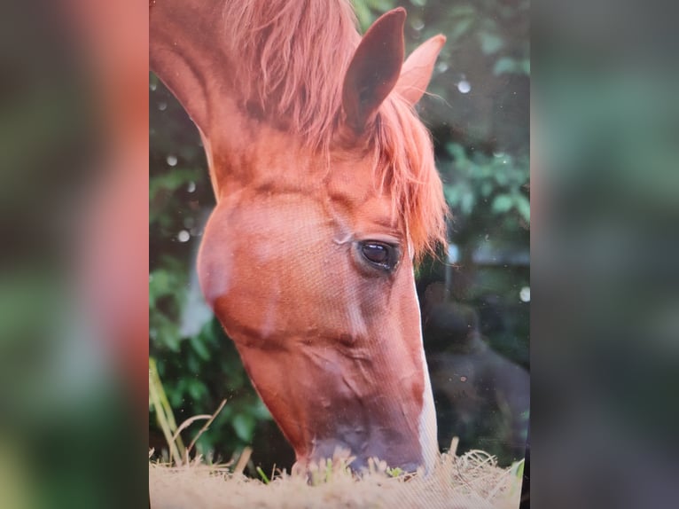 Weitere Warmblüter Stute 14 Jahre 161 cm Fuchs in Bad Fischau