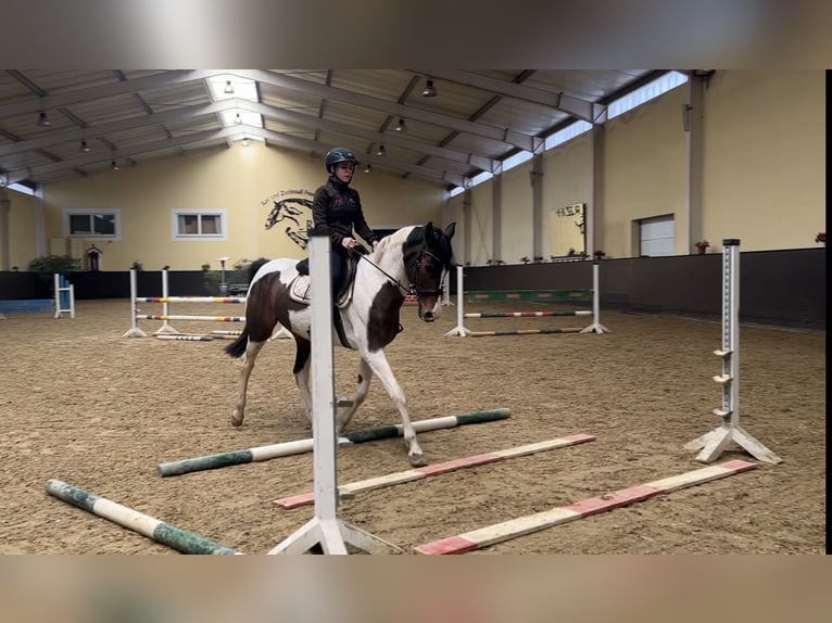 Weitere Warmblüter Stute 14 Jahre 162 cm Schecke in Franzensdorf
