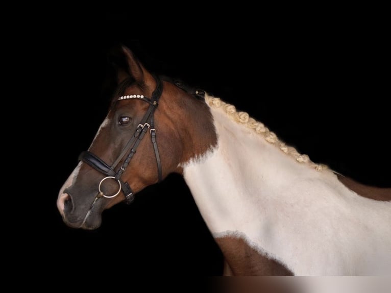 Weitere Warmblüter Stute 14 Jahre 162 cm Schecke in Franzensdorf