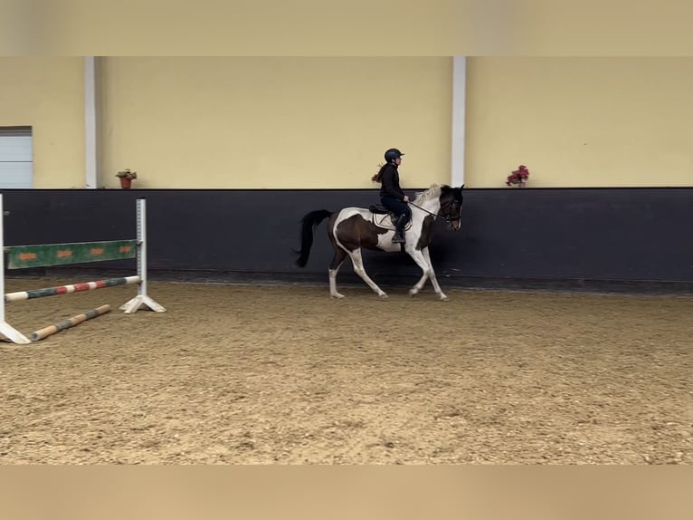 Weitere Warmblüter Stute 14 Jahre 162 cm Schecke in Franzensdorf