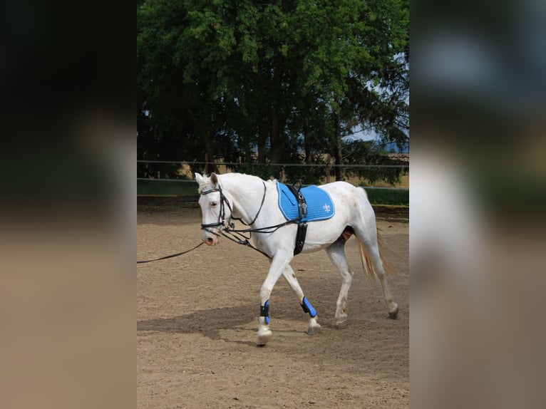 Weitere Warmblüter Stute 14 Jahre 162 cm Schimmel in Roßdorf