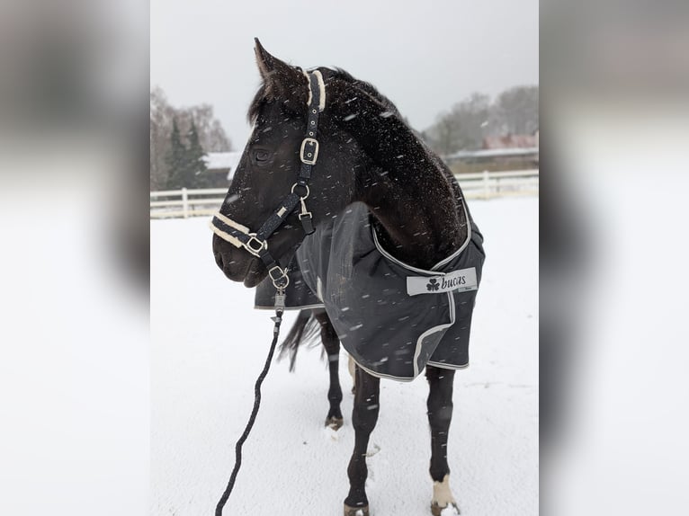 Weitere Warmblüter Stute 14 Jahre 163 cm in Waltrop