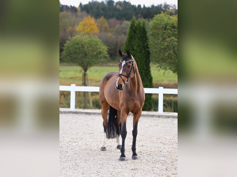 Weitere Warmblüter Stute 14 Jahre 165 cm Brauner in Schw&#xE4;bisch Hall
