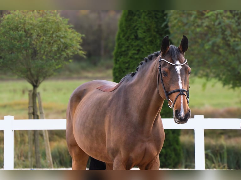 Weitere Warmblüter Stute 14 Jahre 165 cm Brauner in Schw&#xE4;bisch Hall