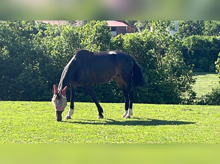 Weitere Warmblüter Stute 14 Jahre 165 cm Dunkelbrauner in Windach