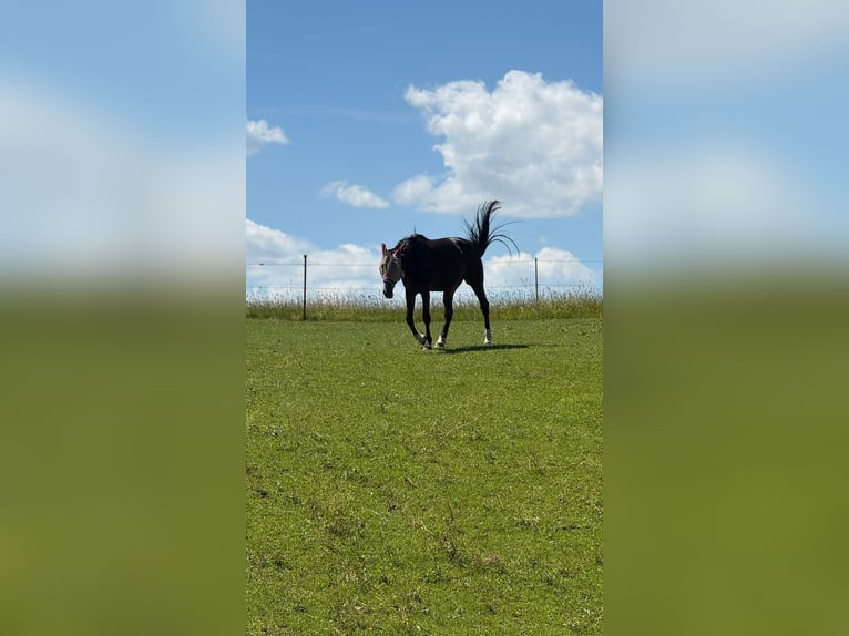Weitere Warmblüter Stute 14 Jahre 165 cm Dunkelbrauner in Windach