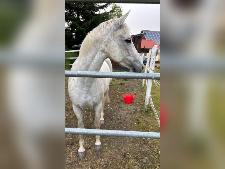 Weitere Warmblüter Mix Stute 14 Jahre 165 cm Fliegenschimmel in Burladingen