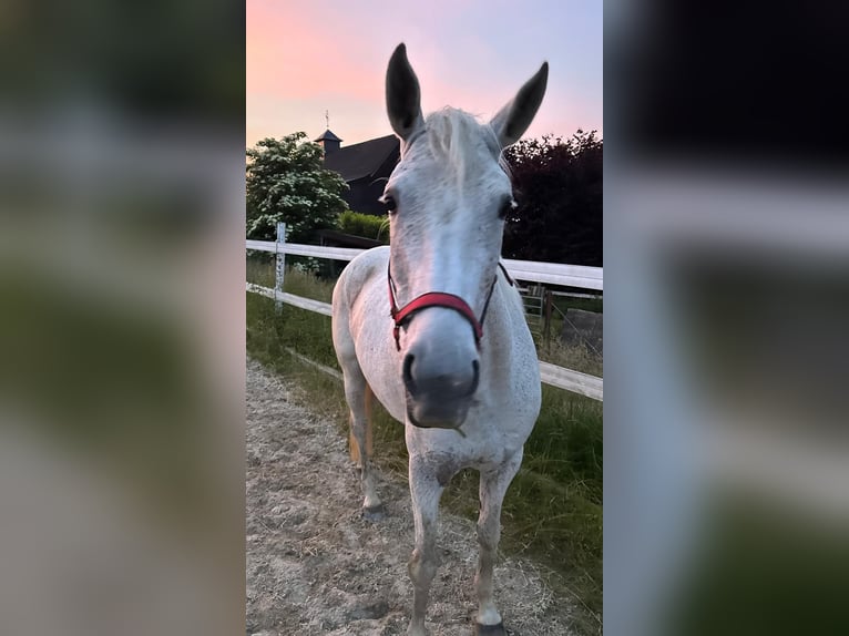 Weitere Warmblüter Mix Stute 14 Jahre 165 cm Fliegenschimmel in Burladingen