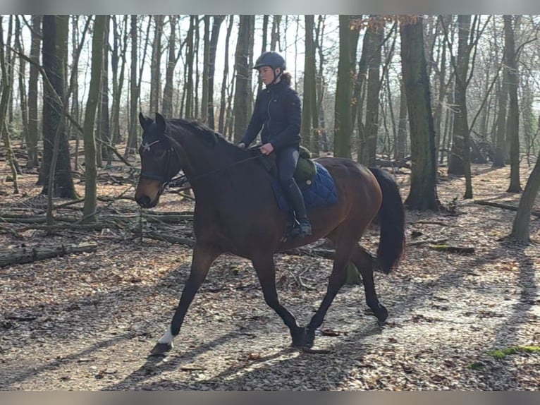 Weitere Warmblüter Stute 14 Jahre 167 cm Dunkelbrauner in Braunschweig