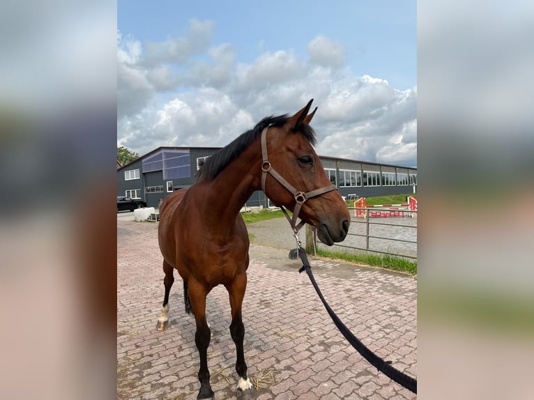 Weitere Warmblüter Stute 14 Jahre 168 cm Brauner in Tornesch