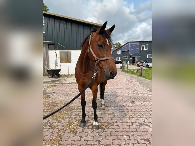 Weitere Warmblüter Stute 14 Jahre 168 cm Brauner in Tornesch