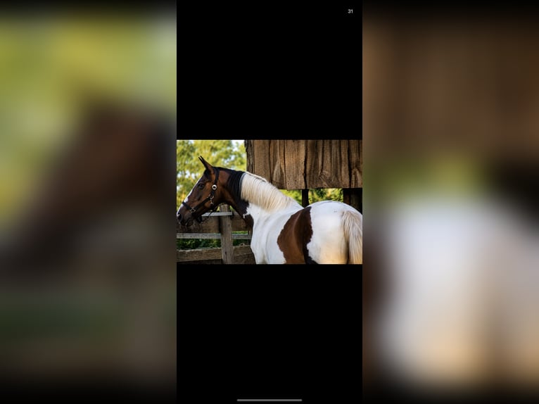 Weitere Warmblüter Stute 14 Jahre 168 cm Schecke in Osterwald