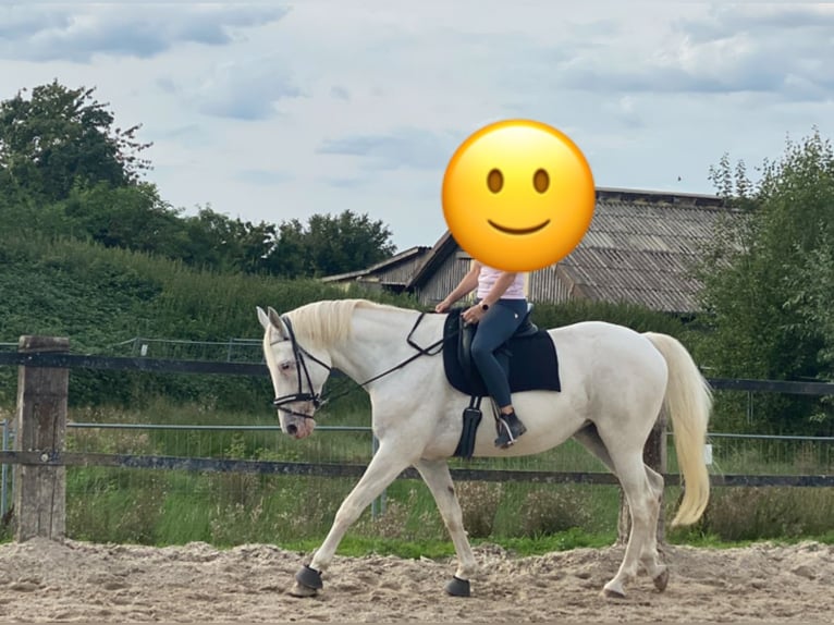 Weitere Warmblüter Mix Stute 14 Jahre 169 cm Schimmel in Aachen