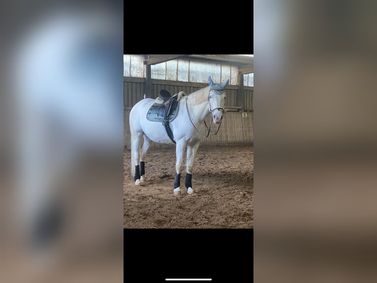 Weitere Warmblüter Mix Stute 14 Jahre 169 cm Schimmel in Aachen