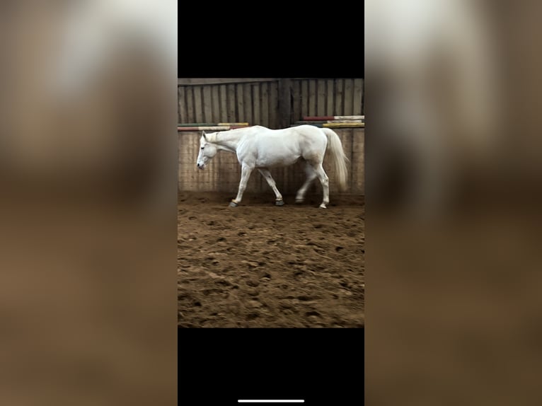 Weitere Warmblüter Mix Stute 14 Jahre 169 cm Schimmel in Aachen
