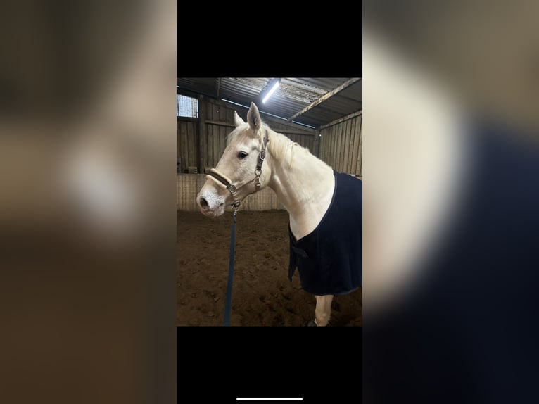 Weitere Warmblüter Mix Stute 14 Jahre 169 cm Schimmel in Aachen