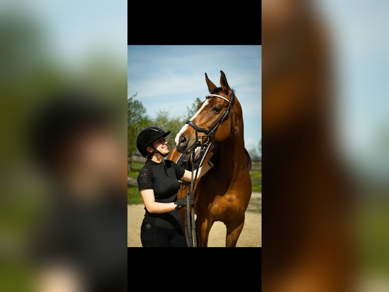 Weitere Warmblüter Mix Stute 14 Jahre 170 cm Brauner in Tragwein