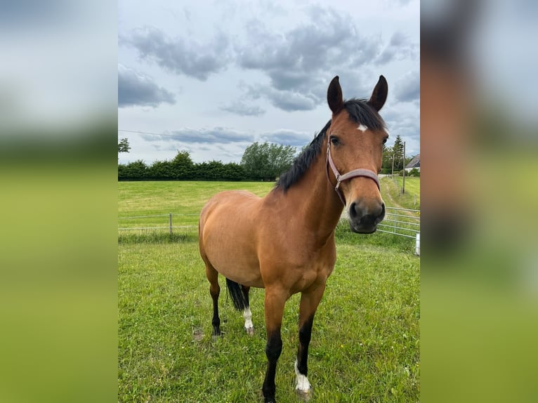 Weitere Warmblüter Mix Stute 15 Jahre 153 cm Brauner in Rantzau