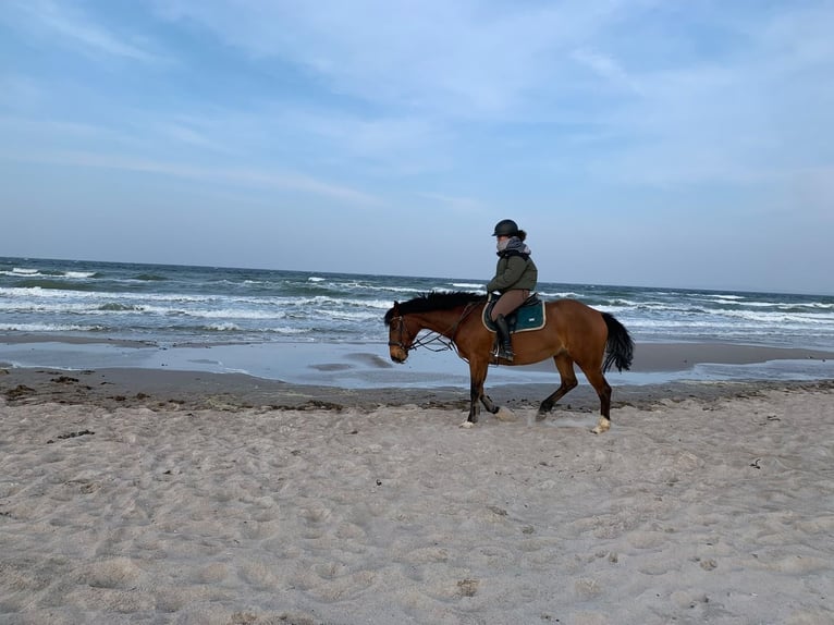 Weitere Warmblüter Mix Stute 15 Jahre 153 cm Brauner in Rantzau