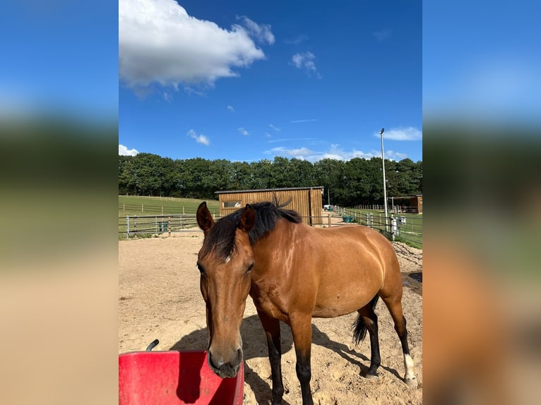 Weitere Warmblüter Mix Stute 15 Jahre 153 cm Brauner in Rantzau