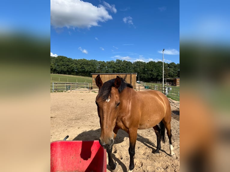 Weitere Warmblüter Mix Stute 15 Jahre 153 cm Brauner in Rantzau