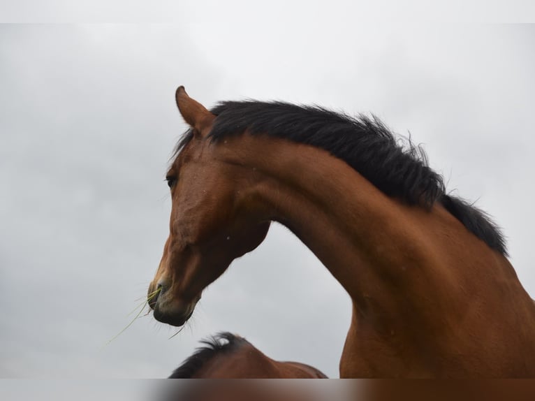 Weitere Warmblüter Mix Stute 15 Jahre 153 cm Brauner in Rantzau