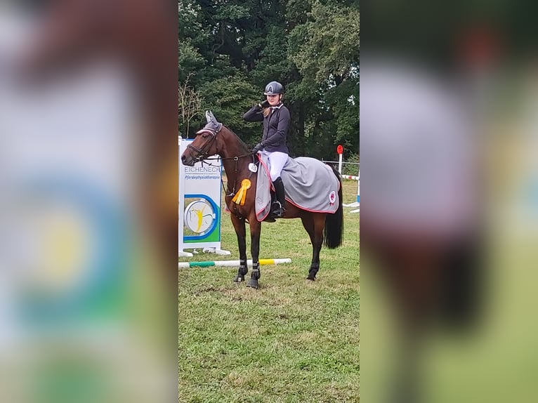 Weitere Warmblüter Stute 15 Jahre 156 cm Dunkelbrauner in Neuenkirchen