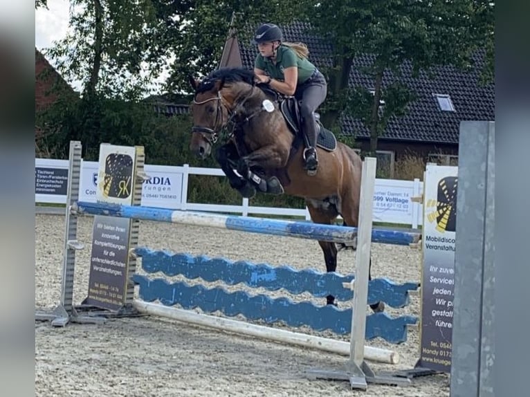 Weitere Warmblüter Stute 15 Jahre 156 cm Dunkelbrauner in Neuenkirchen