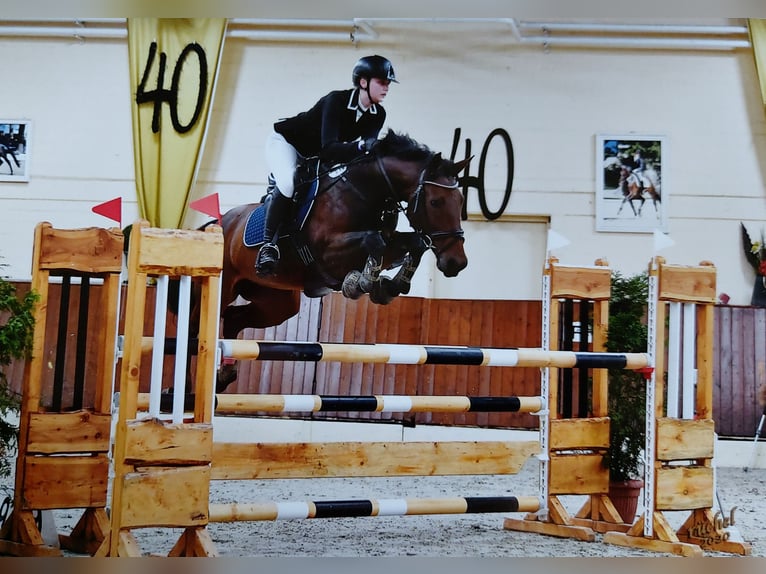 Weitere Warmblüter Stute 15 Jahre 156 cm Dunkelbrauner in Neuenkirchen