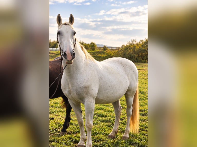 Weitere Warmblüter Stute 15 Jahre 157 cm Schimmel in Graben