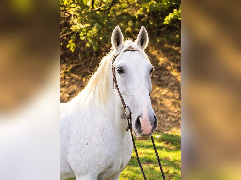 Weitere Warmblüter Stute 15 Jahre 157 cm Schimmel in Graben