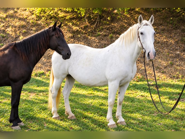 Weitere Warmblüter Stute 15 Jahre 157 cm Schimmel in Graben