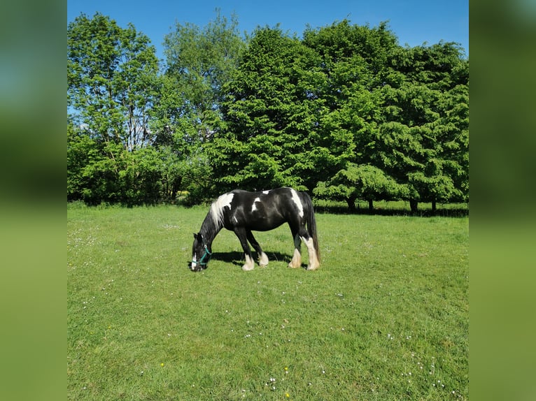 Weitere Warmblüter Mix Stute 15 Jahre 158 cm Schecke in Melle