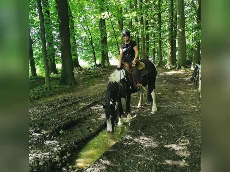 Weitere Warmblüter Mix Stute 15 Jahre 158 cm Schecke in Melle