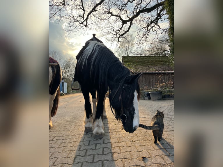 Weitere Warmblüter Mix Stute 15 Jahre 158 cm Schecke in Melle