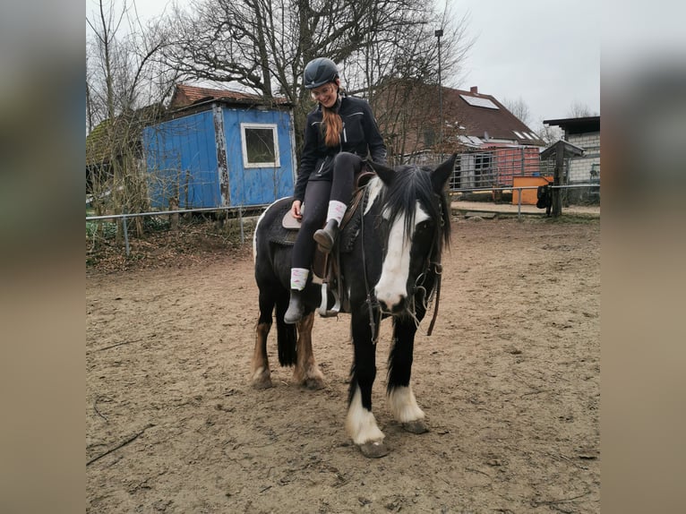 Weitere Warmblüter Mix Stute 15 Jahre 158 cm Schecke in Melle