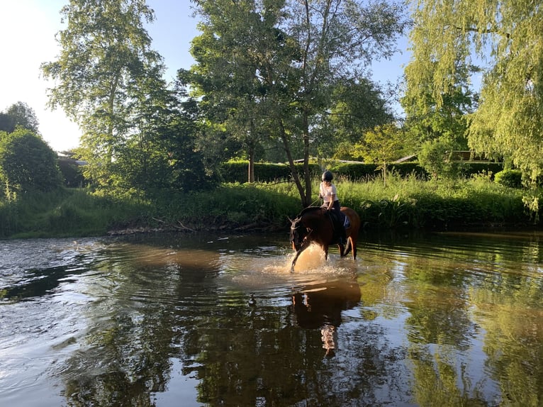 Weitere Warmblüter Mix Stute 15 Jahre 160 cm Brauner in Bad Bederkesa
